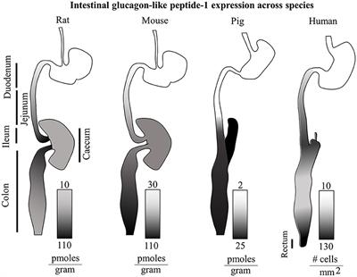 Dissecting the Physiology and Pathophysiology of Glucagon-Like Peptide-1